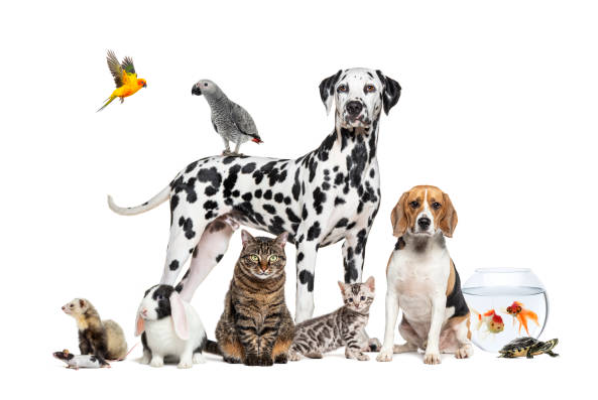 Accessoires animaux